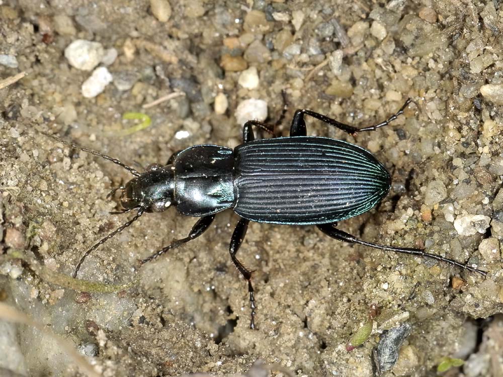 Poecilus? s, ancora P. lepidus gressorius